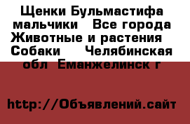 Щенки Бульмастифа мальчики - Все города Животные и растения » Собаки   . Челябинская обл.,Еманжелинск г.